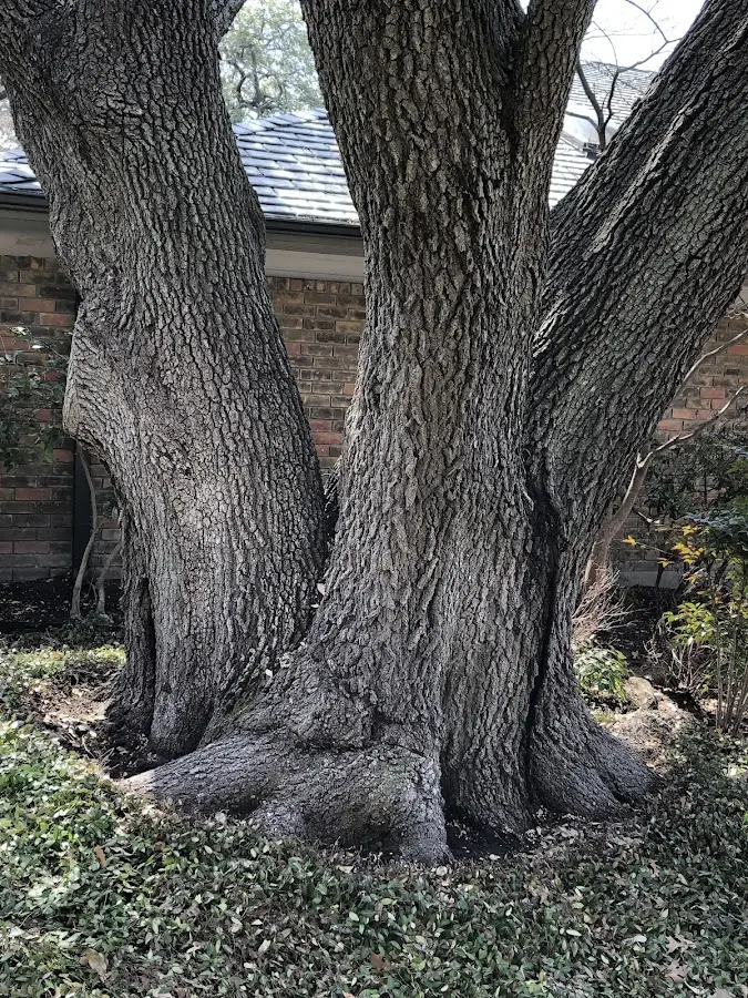 Mature heritage tree close to a Bealeton property cared for by certified arborists